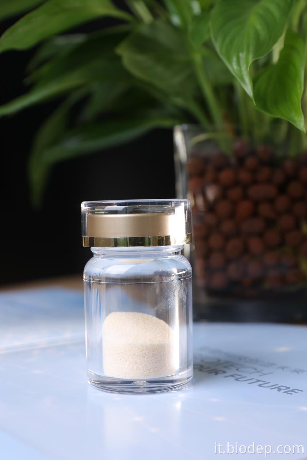 Akkermansia muciniphila